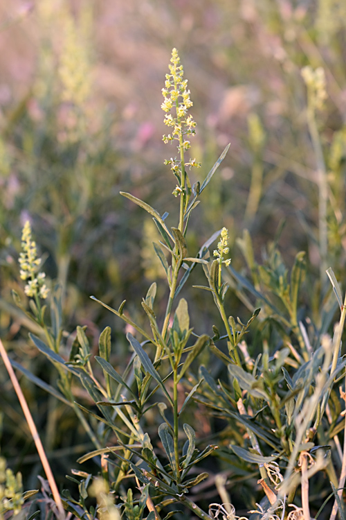 Image of Reseda lutea specimen.