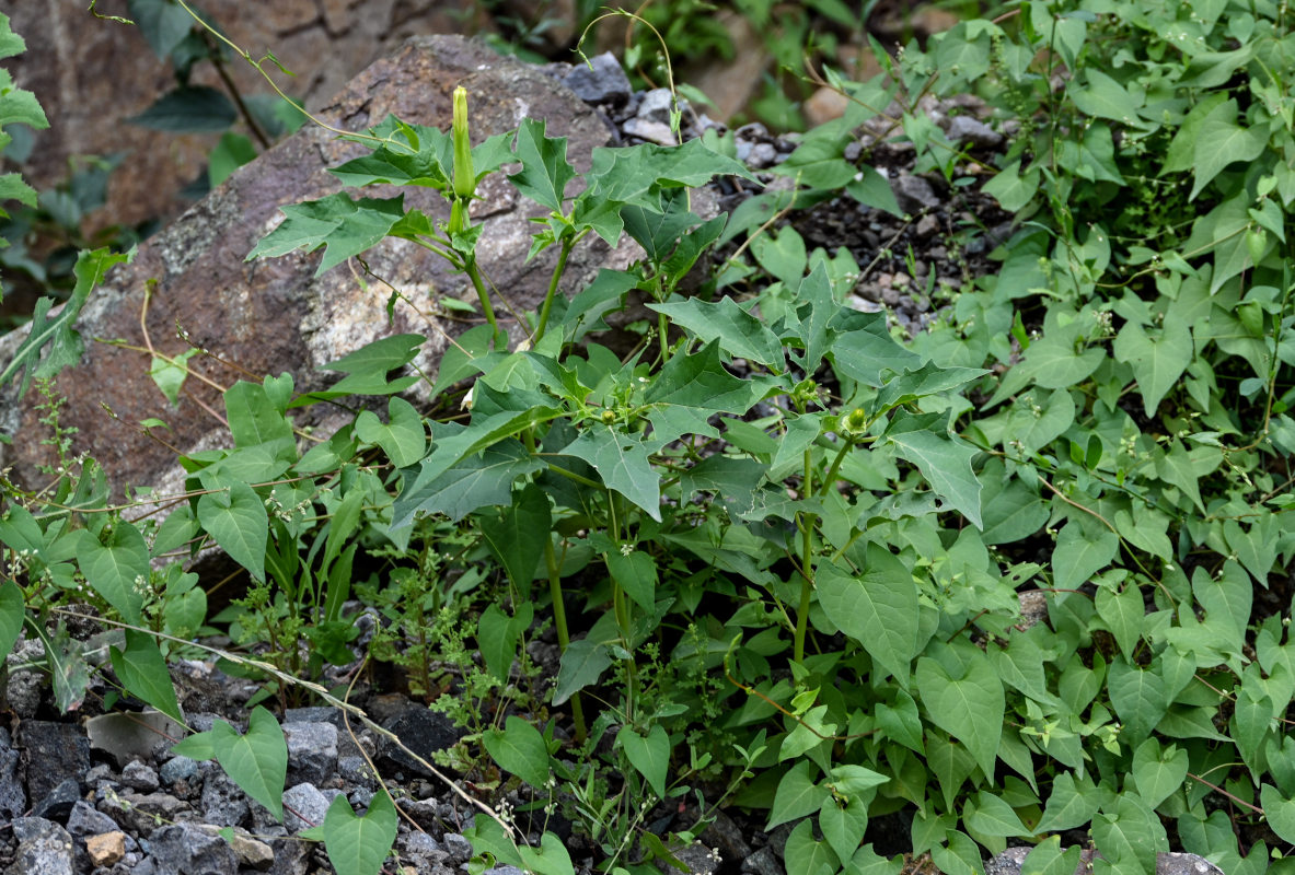 Изображение особи Datura stramonium.