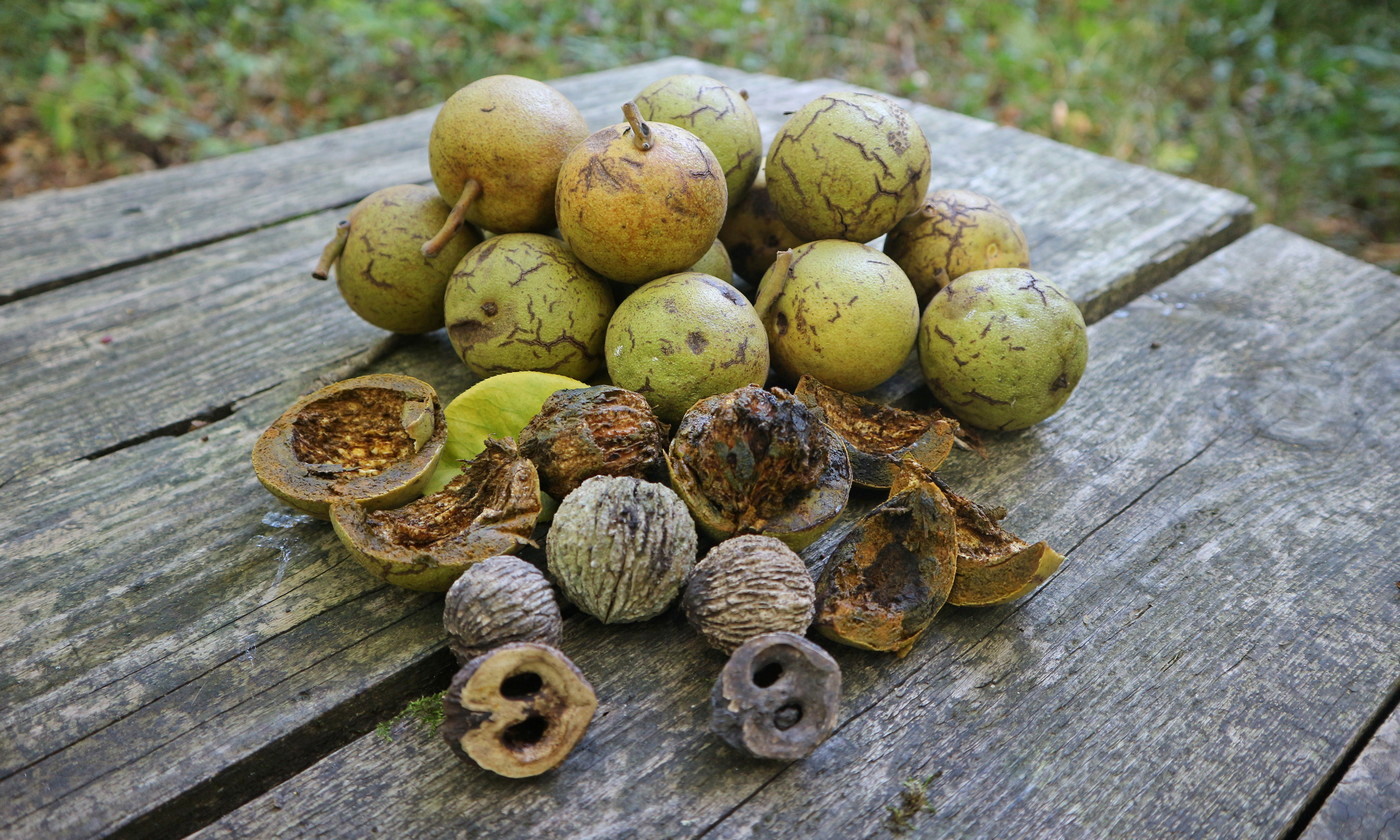 Image of Juglans nigra specimen.