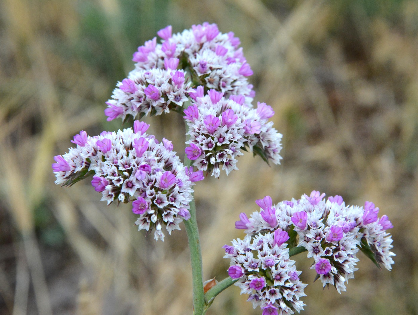 Image of Goniolimon eximium specimen.