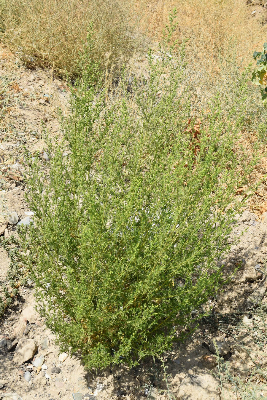 Изображение особи Artemisia annua.