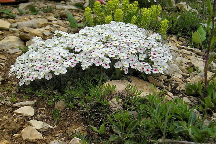 Image of Androsace taurica specimen.