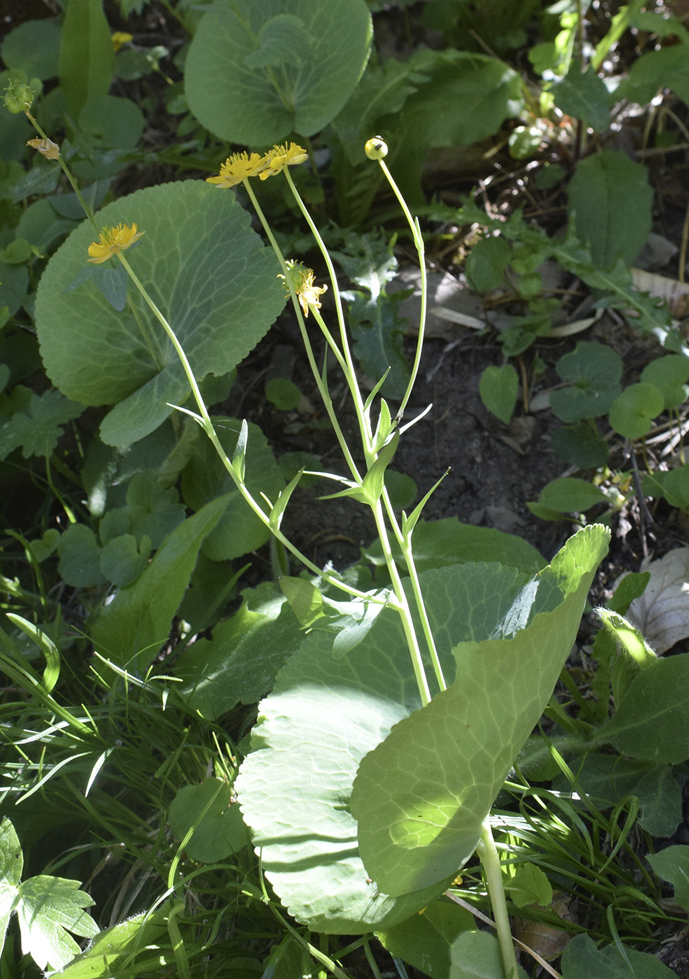 Изображение особи Ranunculus thora.