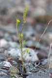 Erysimum hieraciifolium. Отцветающее и плодоносящее растение. Кольский п-ов, Кандалакшский берег Белого моря, каменистая коса. 19.07.2021.