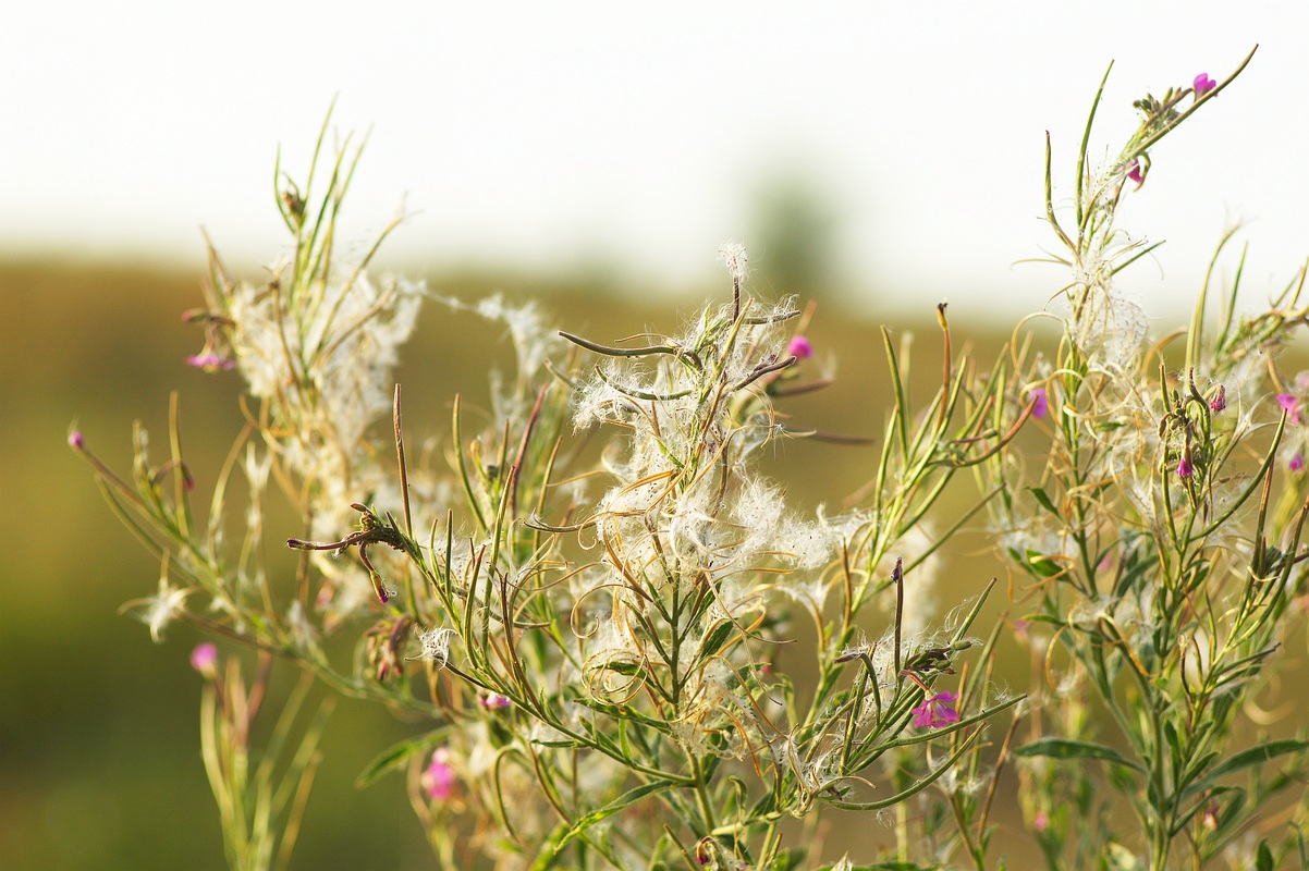 Изображение особи Epilobium hirsutum.