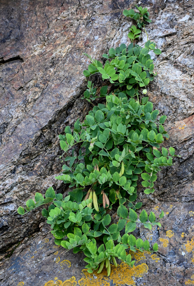 Изображение особи Lathyrus japonicus.