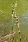Juncus maritimus