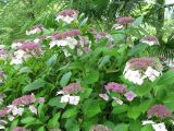 Hydrangea macrophylla. Верхушки побегов с соцветиями. Абхазия, Гудаутский р-н, г. Новый Афон, Приморский парк. 15 июля 2008 г.