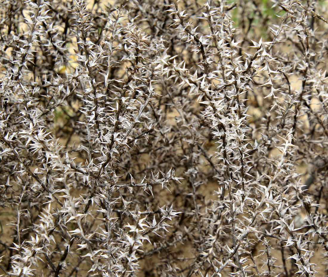 Изображение особи Salsola pontica.