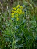 Euphorbia iberica