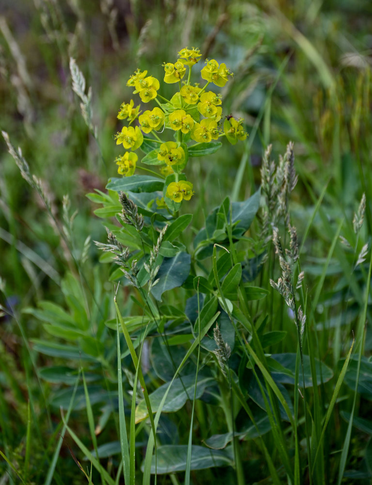 Image of Euphorbia iberica specimen.