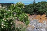 Hydrangea paniculata. Цветущее растение. Курильские о-ва, о-в Кунашир, вулкан Менделеева, ≈ 600 м н.у.м., берег руч. Серный, опушка смешанного леса. 21.08.2022.