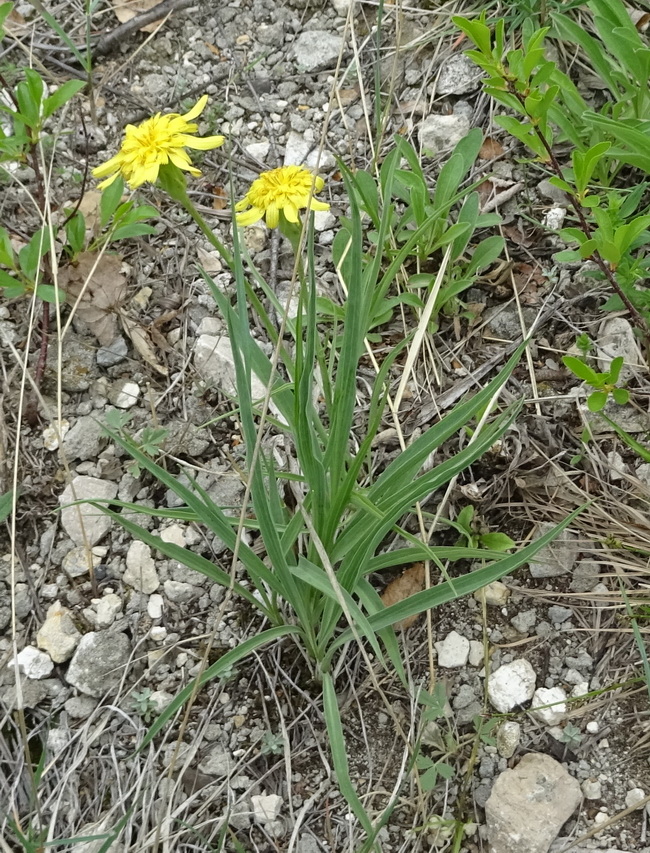 Изображение особи Scorzonera austriaca.