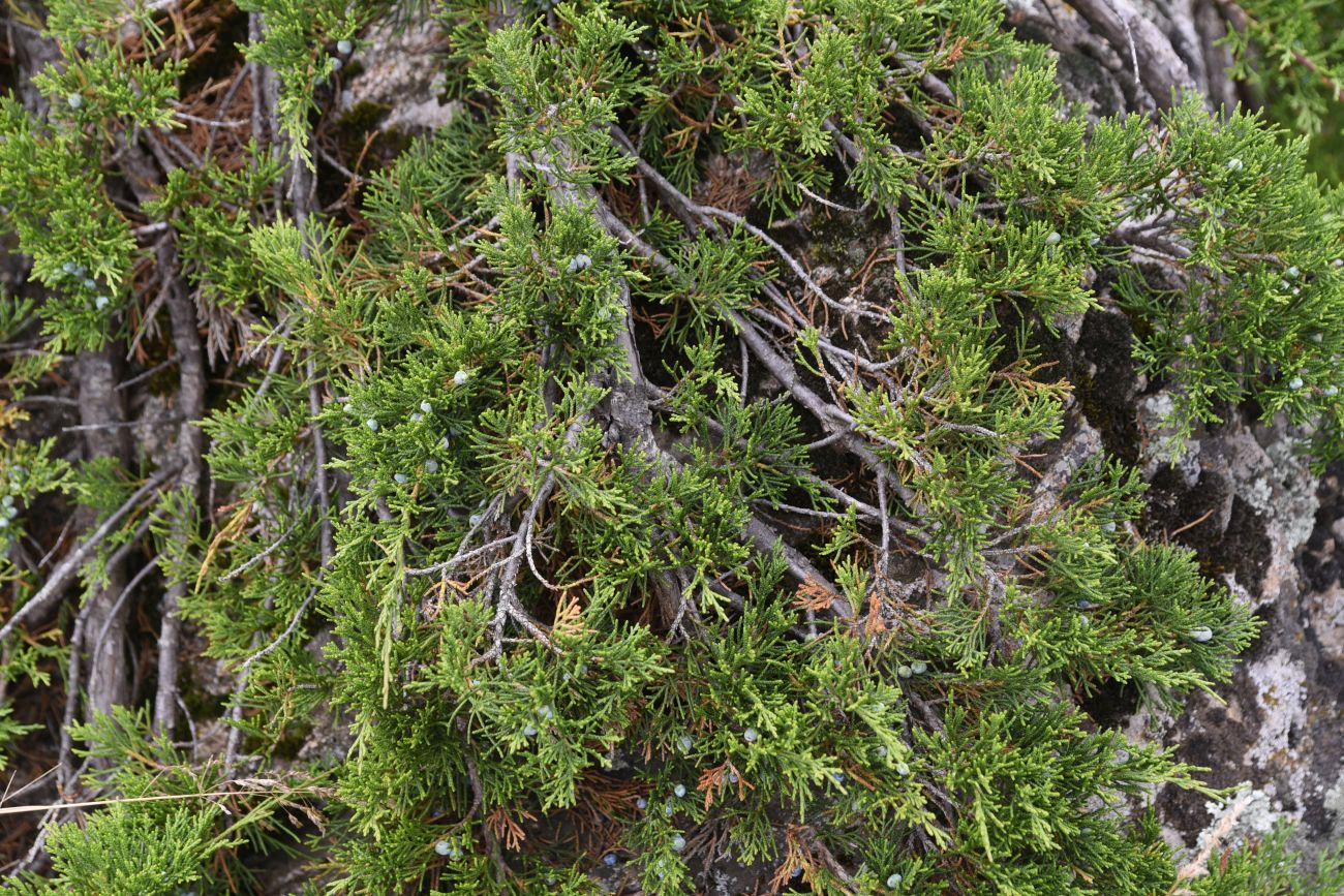 Image of Juniperus sabina specimen.