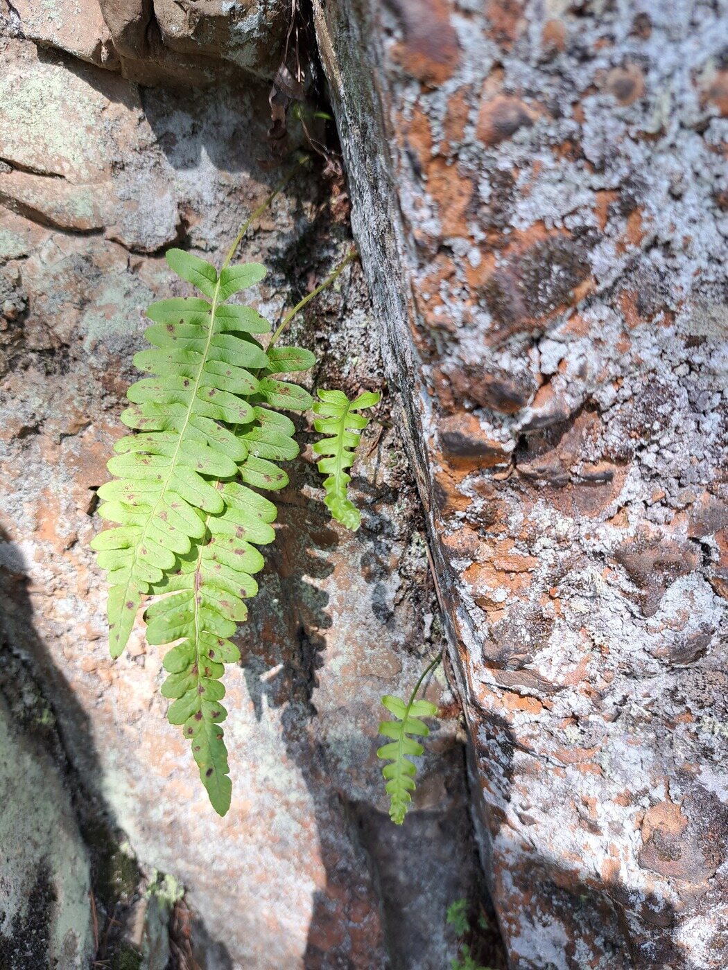 Изображение особи Polypodium vulgare.