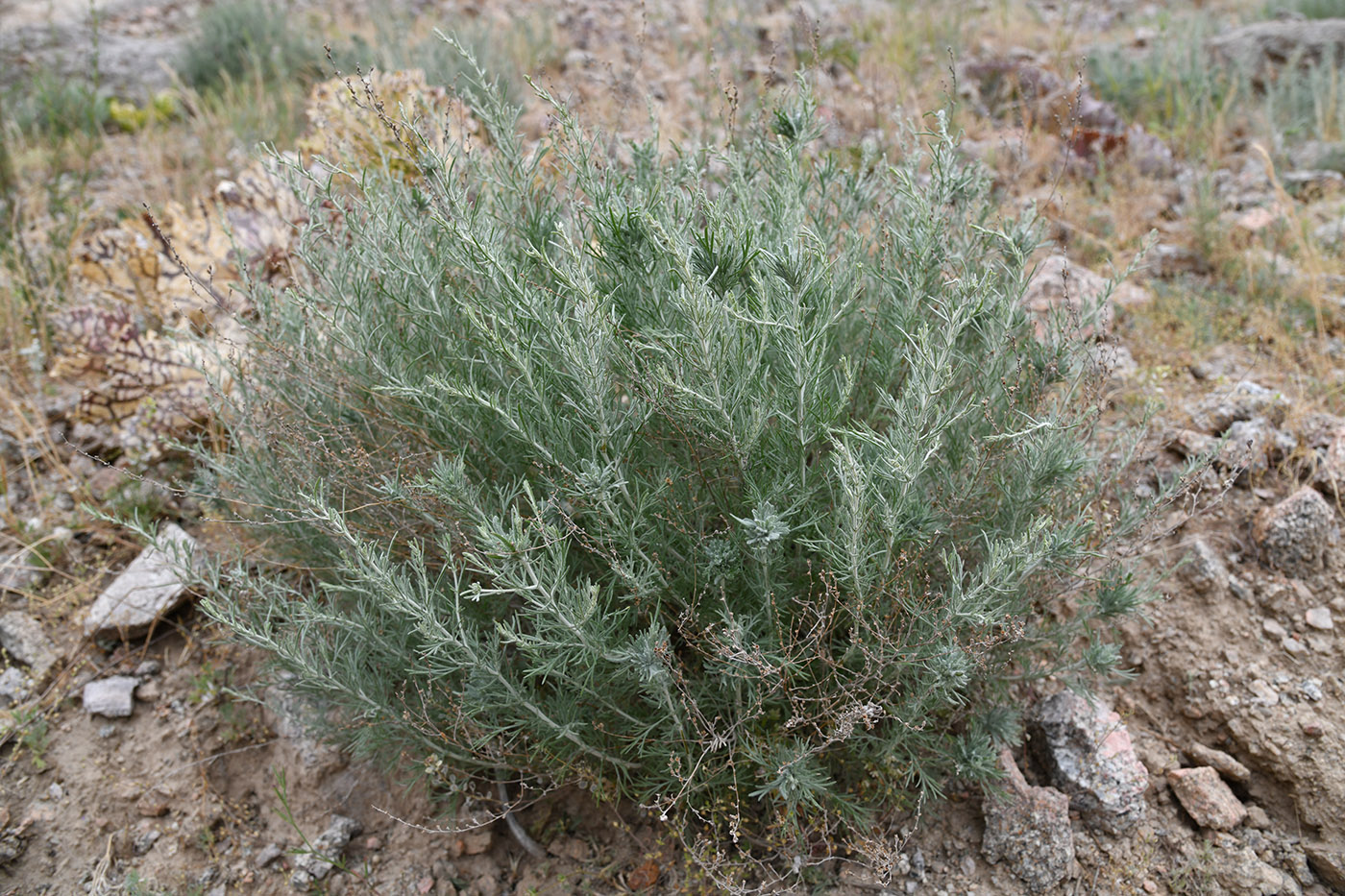Image of Artemisia glanduligera specimen.