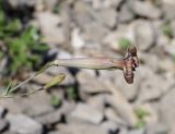 Silene chlorifolia. Цветок и бутон. Дагестан, Казбековский р-н, окр. пос. Дубки, каменистая осыпь. 21 июня 2023 г.