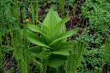 Veratrum lobelianum