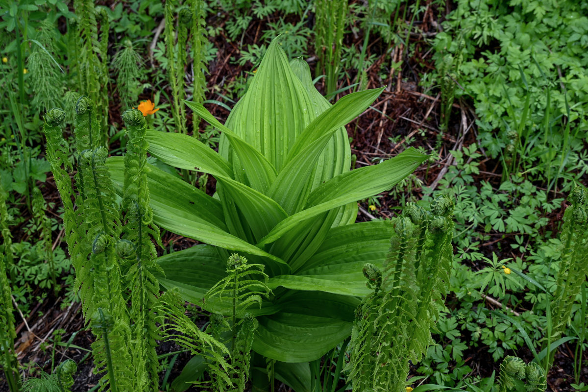 Изображение особи Veratrum lobelianum.