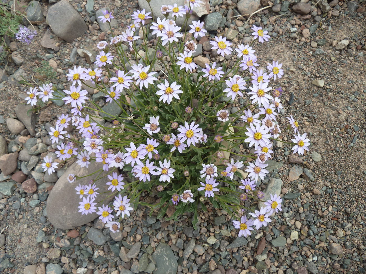 Изображение особи семейство Asteraceae.