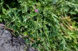 Vicia japonica