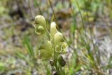 Aconitum confertiflorum