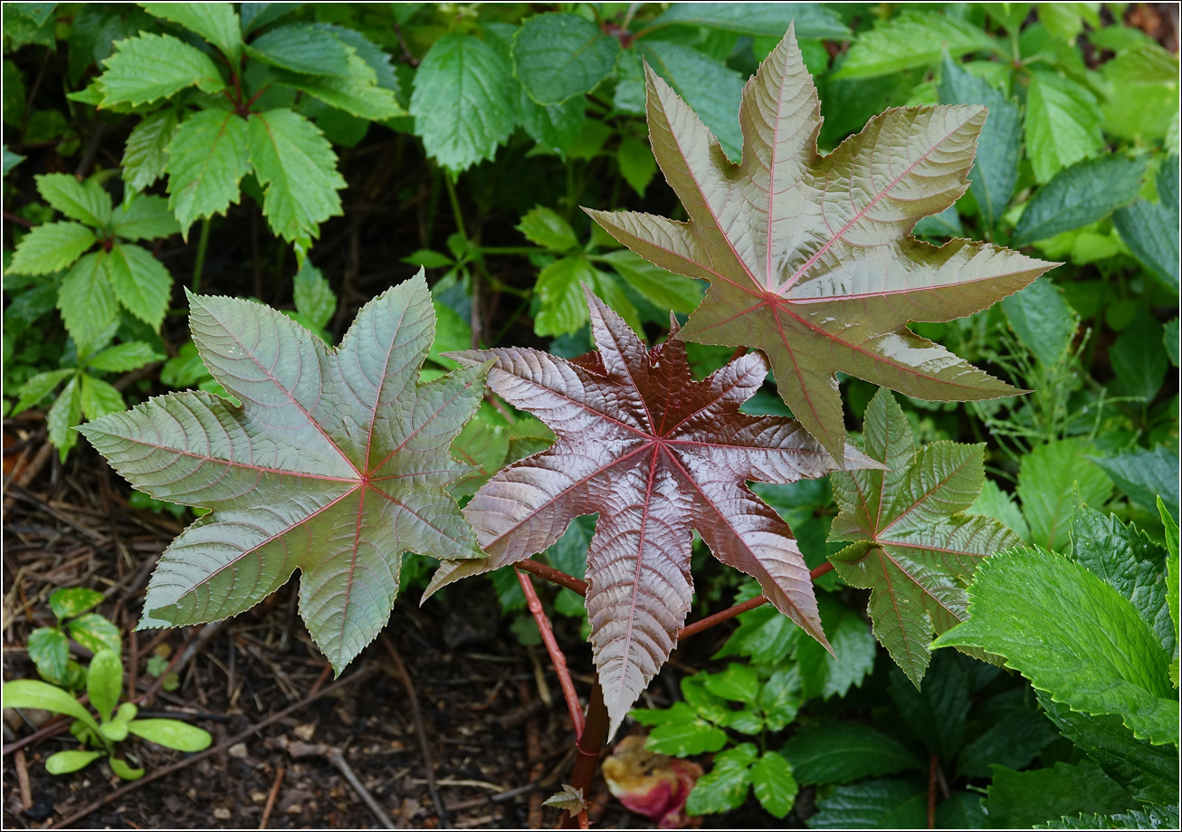 Изображение особи Ricinus communis.