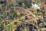 семейство Caryophyllaceae. Побег с цветком. Мурманская обл., п-ов Средний, побережье Большой Волоковой губы, разнотравный приморский луг. 12.07.2023.