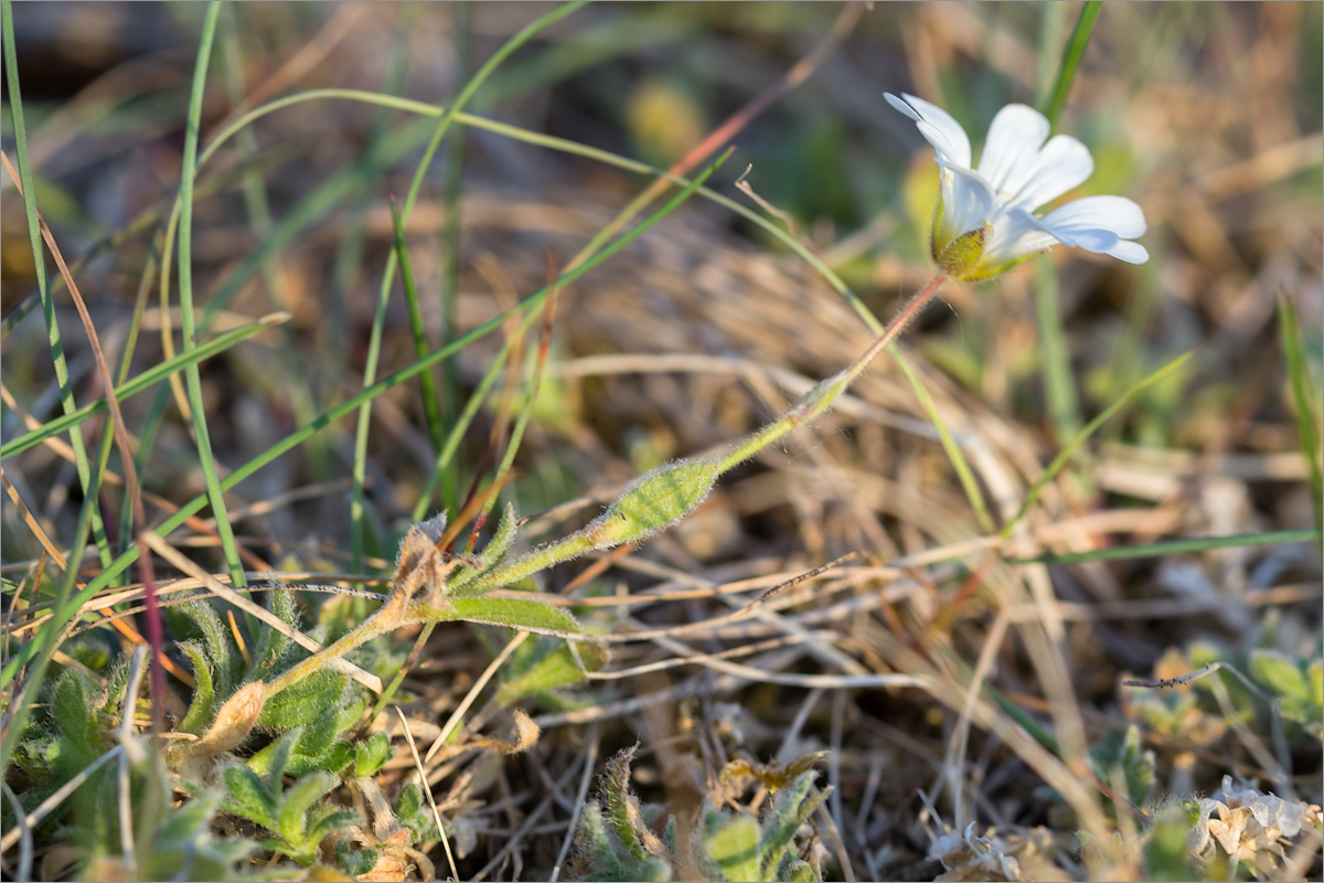 Изображение особи семейство Caryophyllaceae.