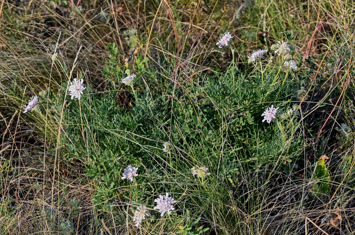 Изображение особи Lomelosia isetensis.