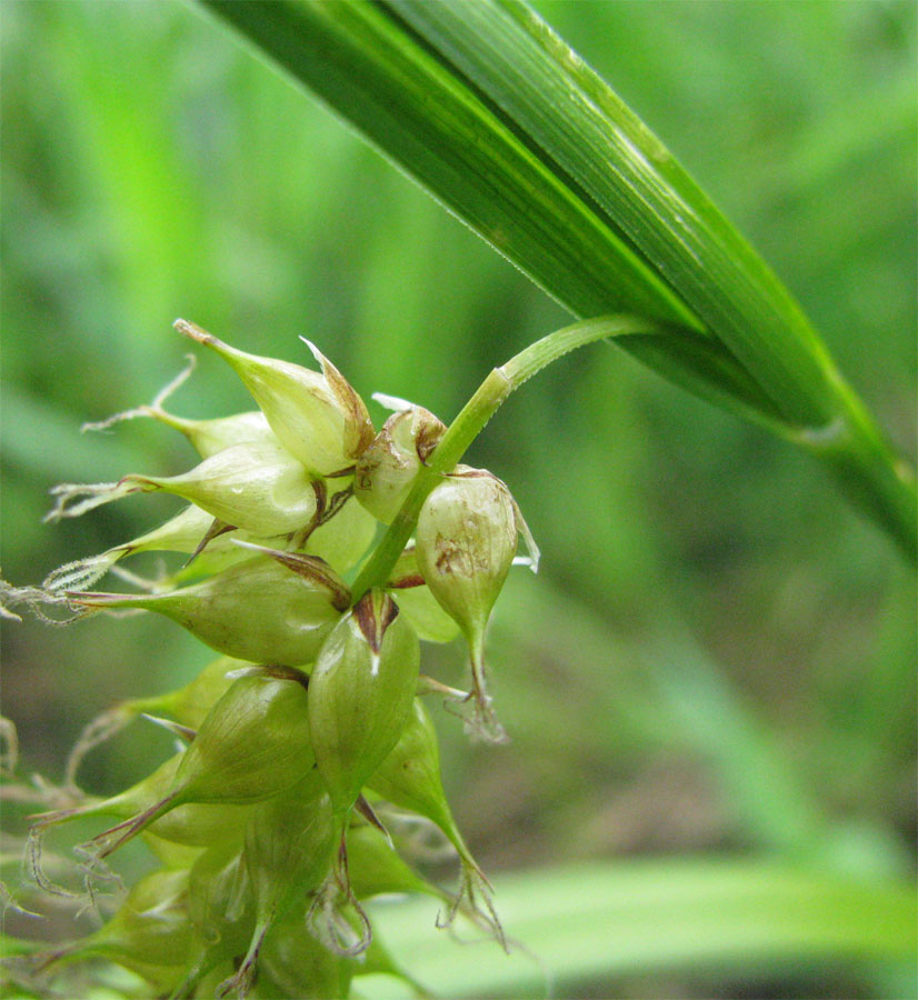 Image of Carex vesicaria specimen.
