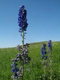 Delphinium dictyocarpum. Верхушка цветущего растения. Казахстан, Восточно-Казахстанская обл., Катон-Карагайский р-н; Западный Алтай, перевал Шириккайын, разнотравный луг на пологом мелкозёмном склоне вост. экспозиции, зарастающая гарь. 29 июня 2019 г.