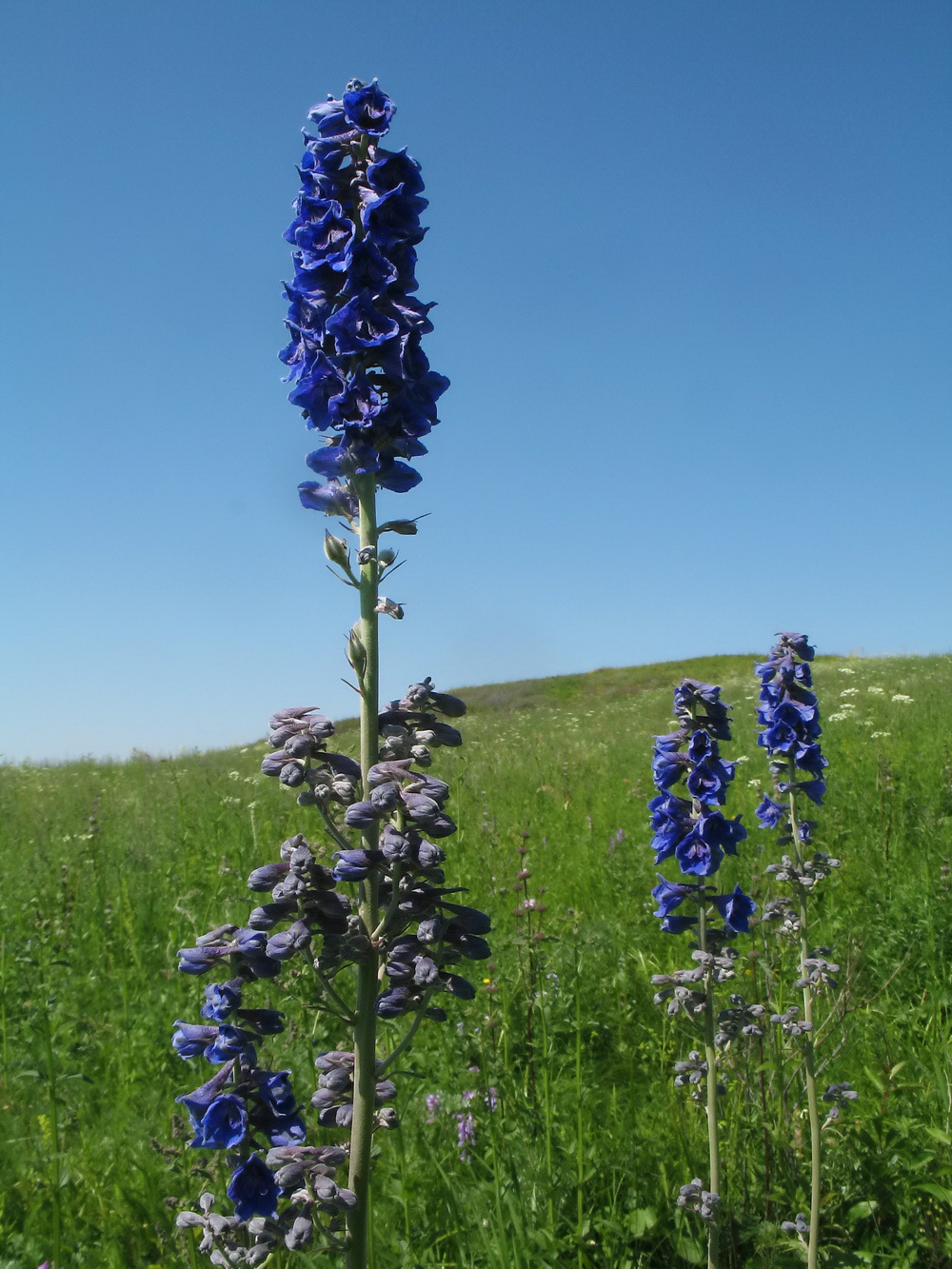 Image of Delphinium dictyocarpum specimen.