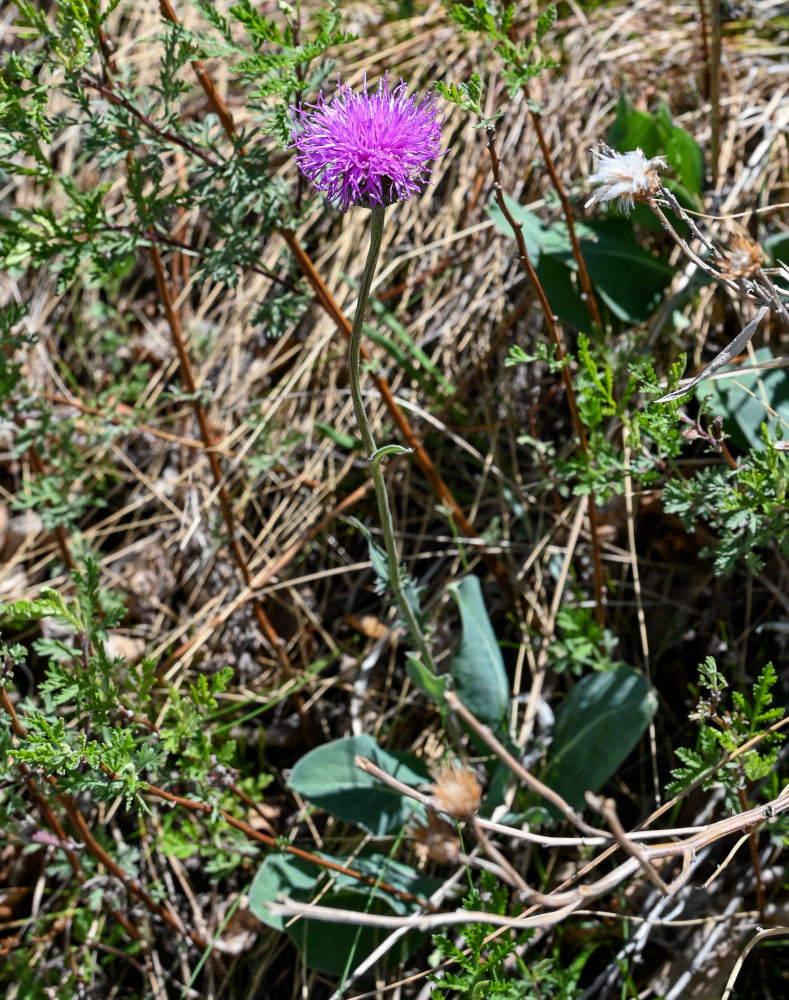 Image of Klasea marginata specimen.