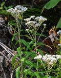 Anaphalis margaritacea