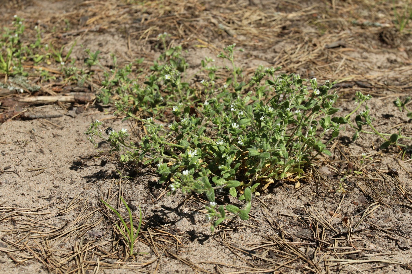 Изображение особи Cerastium semidecandrum.