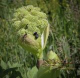 Archangelica officinalis. Соцветие с питающимися насекомыми. Пермский край, Кунгурский р-н, окр. дер. Дейково, окр. ур. Греховская гора, разнотравный луг. 23.06.2023.