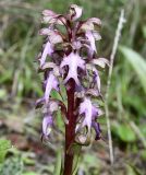 Himantoglossum robertianum