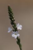 Verbena officinalis