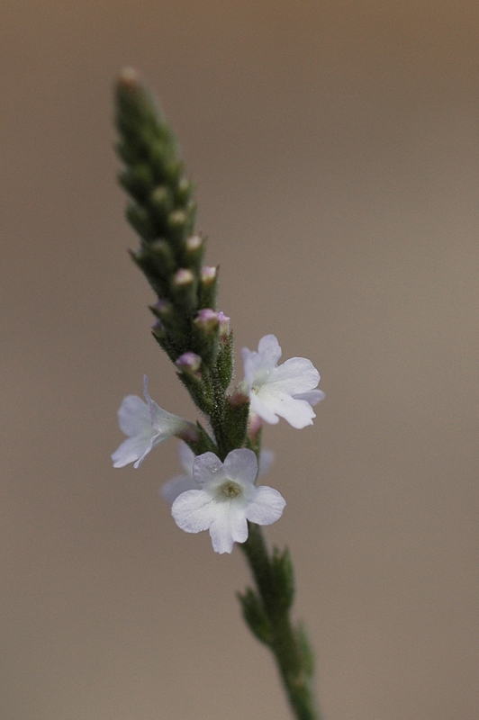 Изображение особи Verbena officinalis.