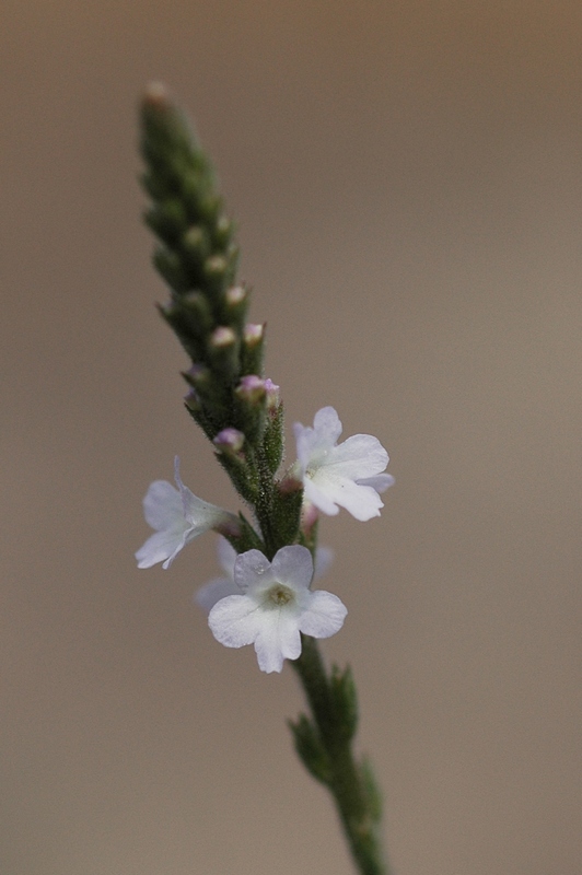 Image of Verbena officinalis specimen.