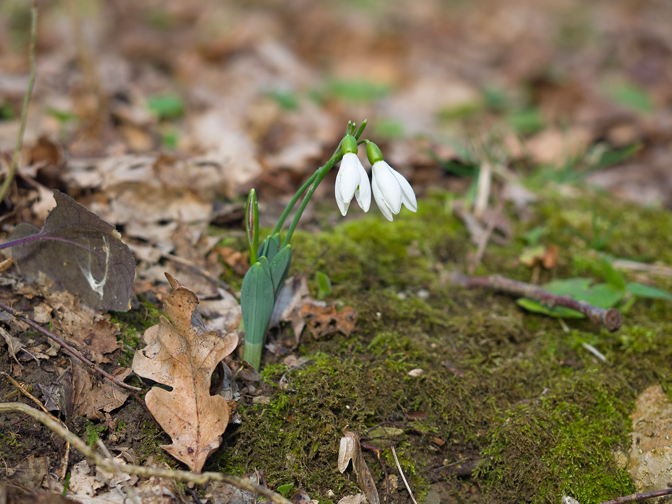 Изображение особи Galanthus alpinus.