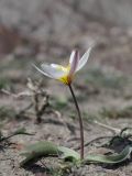 Tulipa biflora. Цветущее растение. Крым, окр. Феодосии, Лисья бухта, пустынно-степная терраса. 20 марта 2024 г.