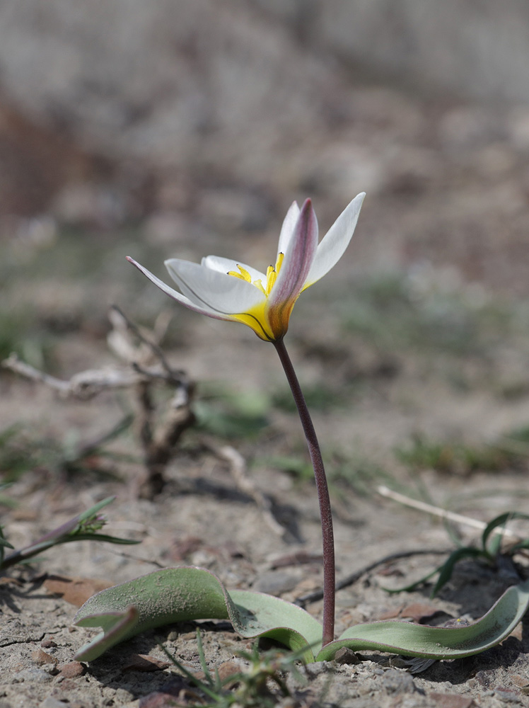 Image of Tulipa biflora specimen.