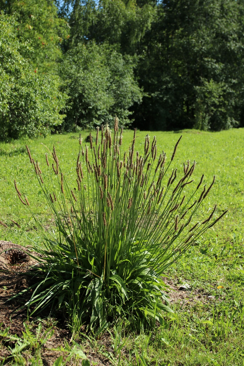 Image of Plantago lanceolata specimen.