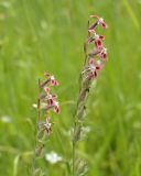 Silene gallica