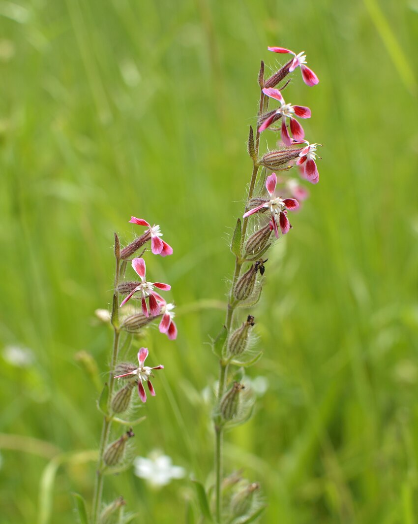 Image of Silene gallica specimen.