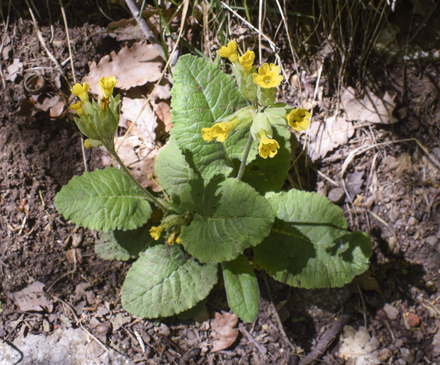 Image of Primula veris specimen.