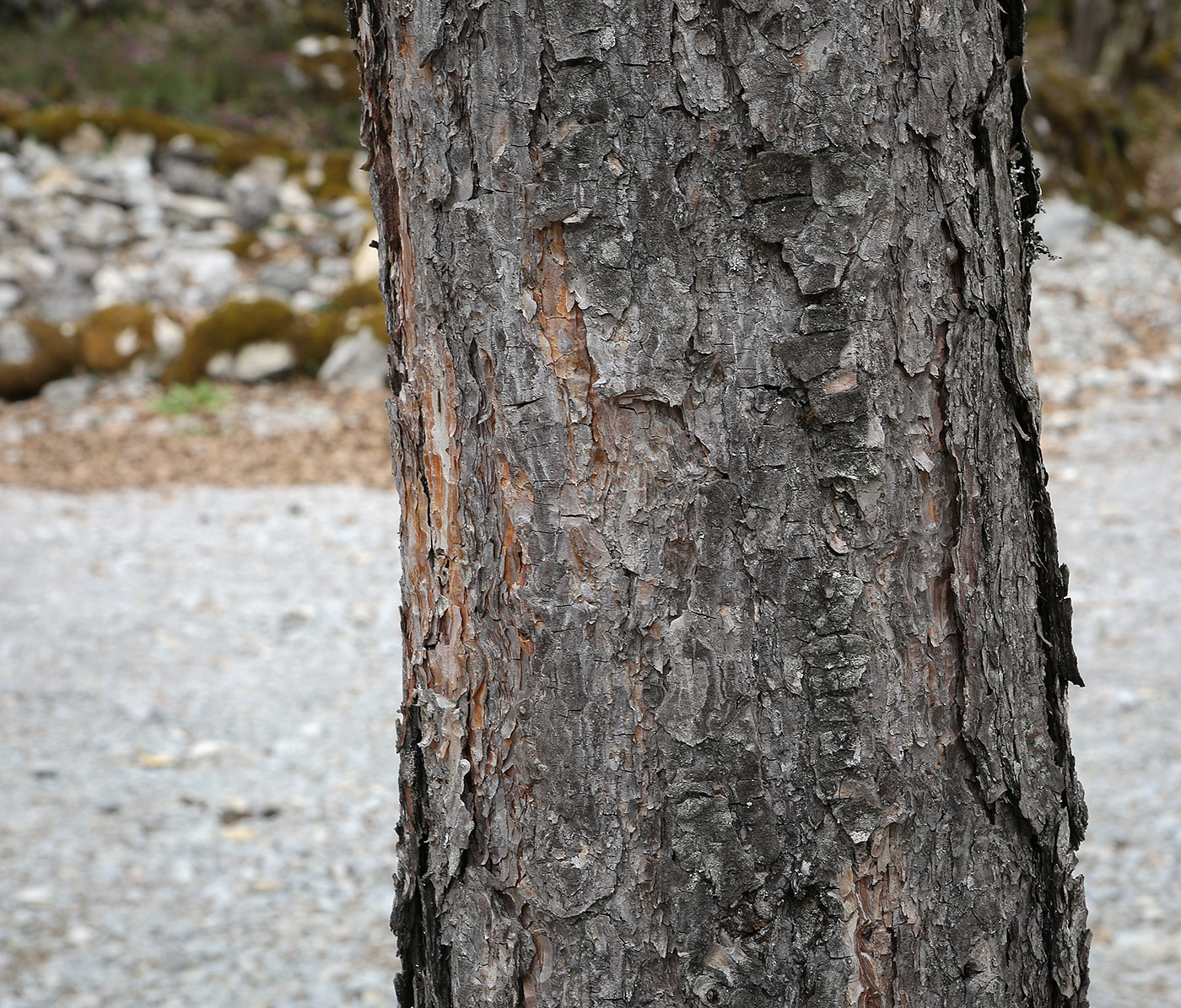 Image of Pinus sylvestris ssp. hamata specimen.