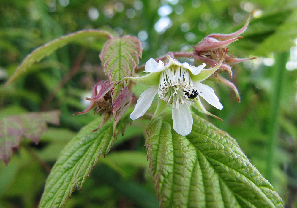 Изображение особи Rubus matsumuranus.